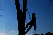 A silhouette of a man climbing a tree with a blue sky in the background.