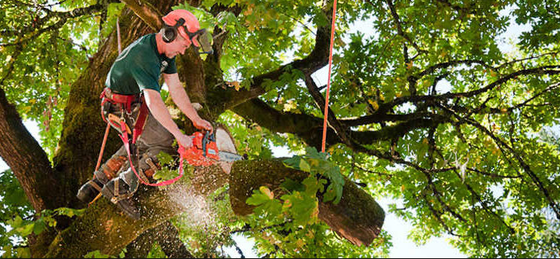 A man is cutting a tree branch with a chainsaw.