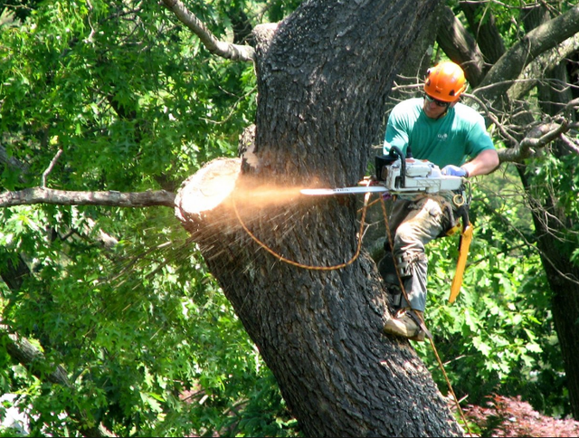 Tree Service Rock Hill Tree Service Rock Hill SC