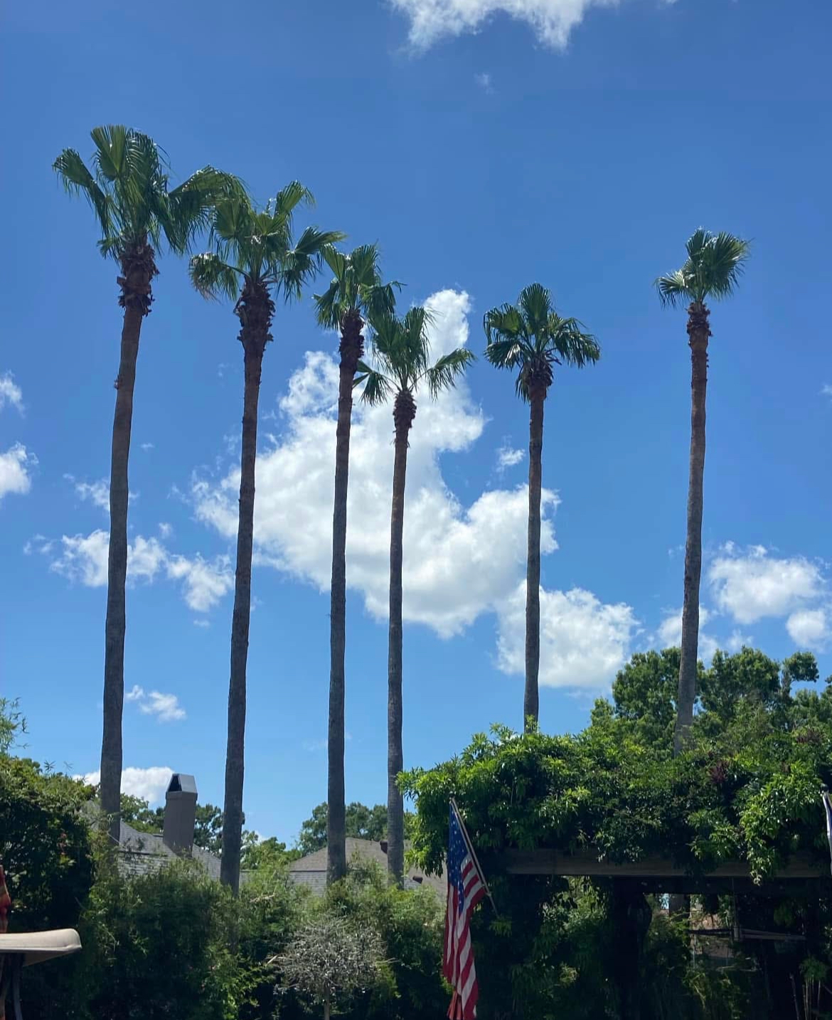 A row of palm trees against a blue sky with clouds