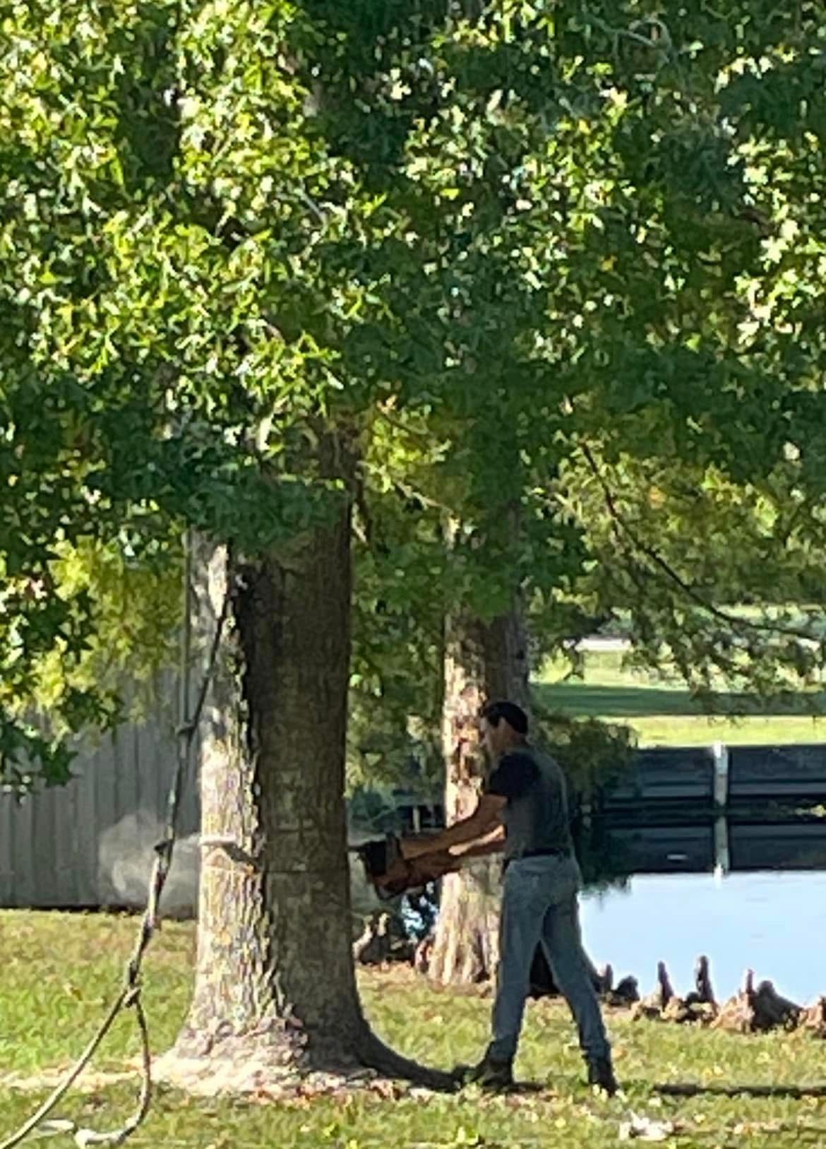 A man is cutting a tree with a chainsaw in a park.