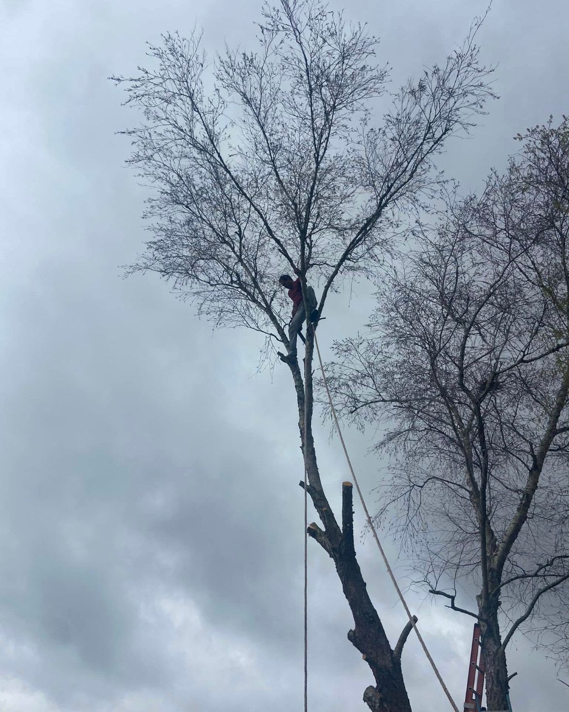 A man is climbing a tree with a rope attached to it.