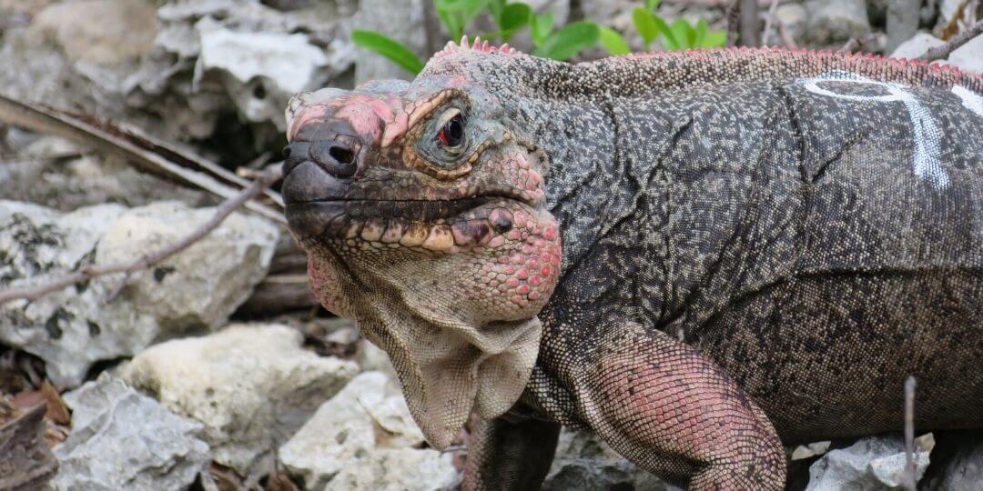 bahamian rock iguana in the exuma bahamas