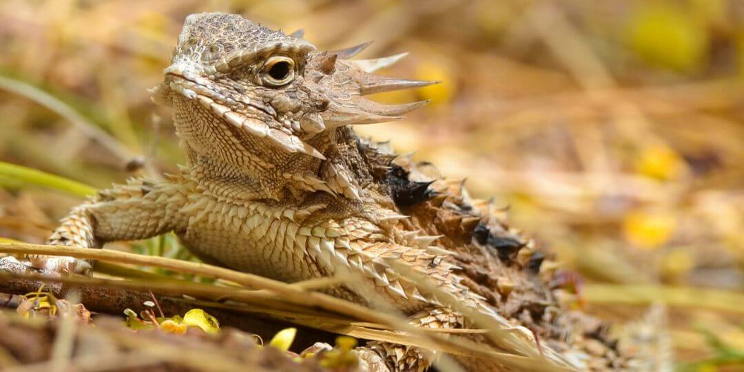 close up of snake face with forked, red tongue sticking out