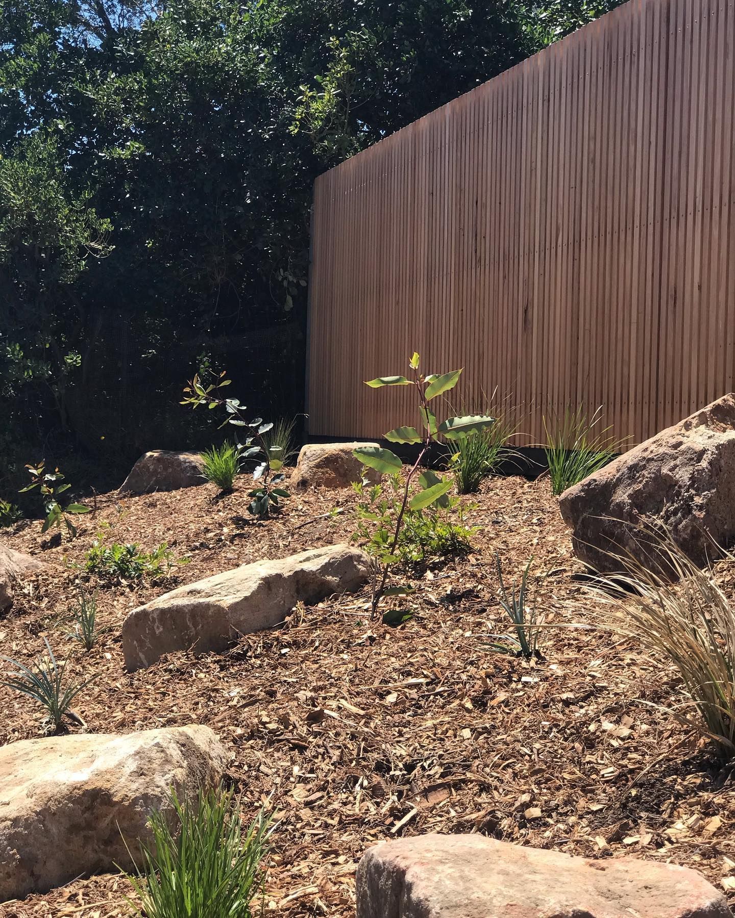 australian natives landscaping