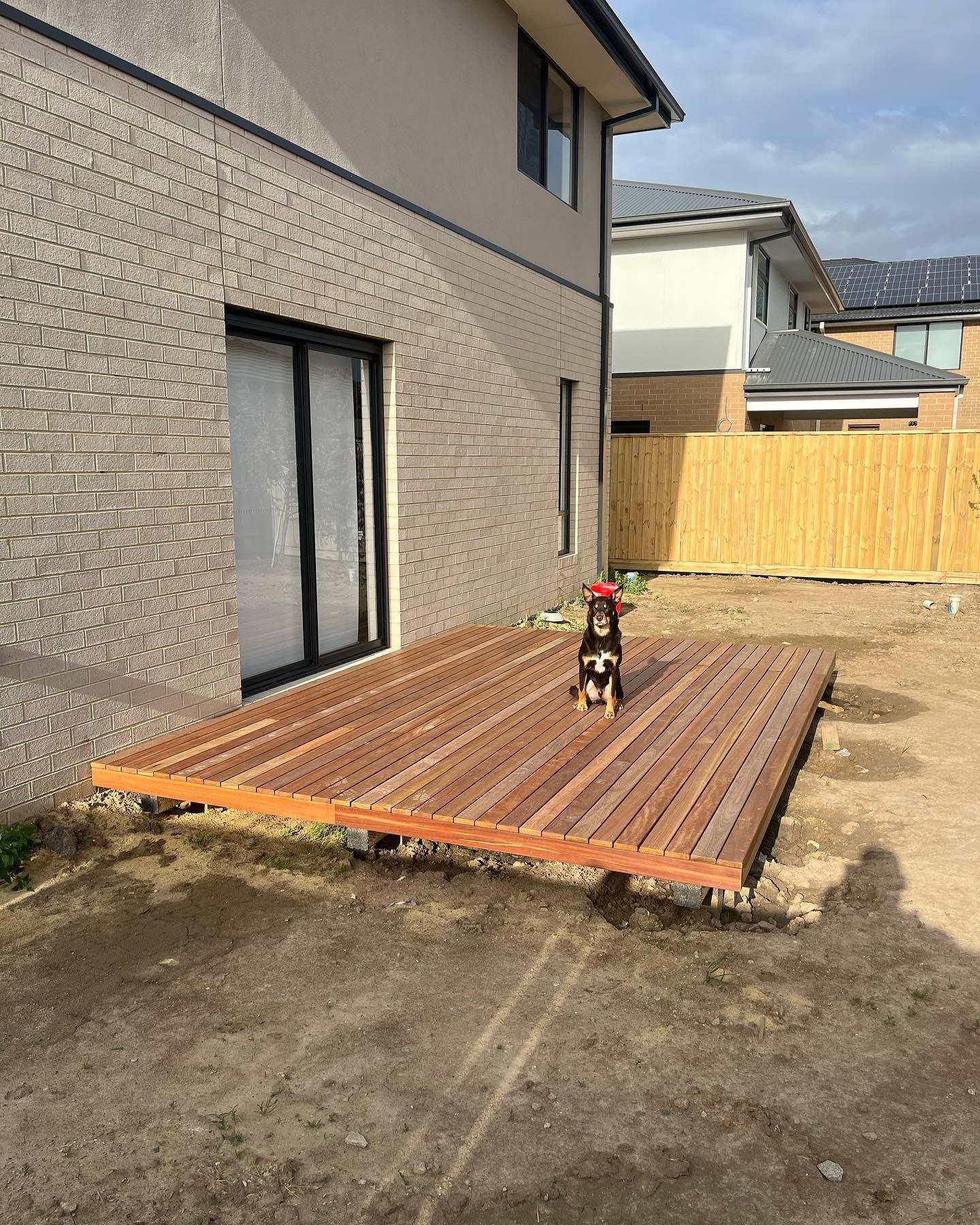 merbau decking with dog on it