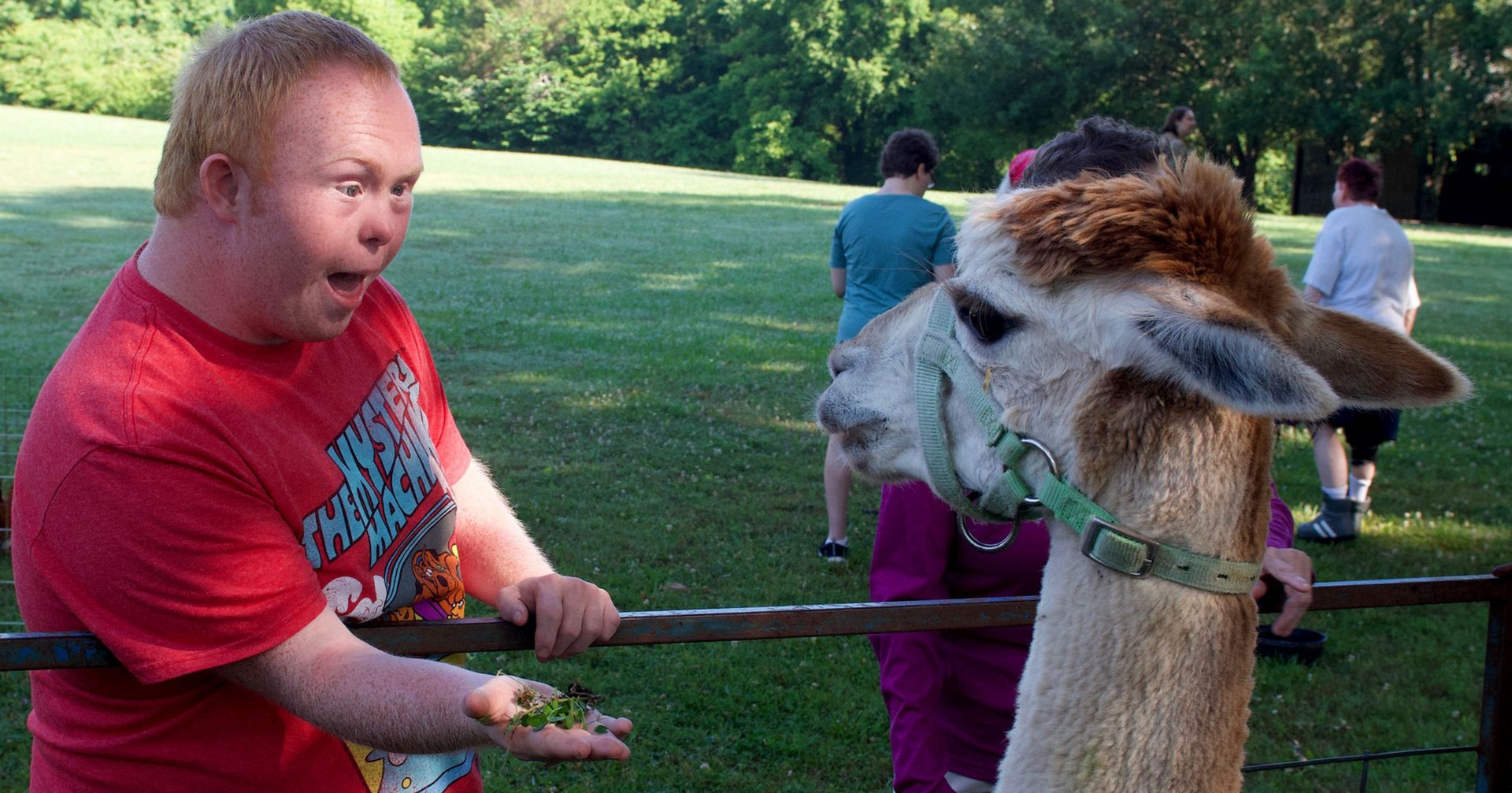 A camper tentatively reaches a handful of feed toward a petting zoo llama.