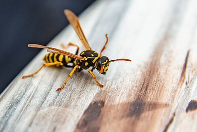 Wasp — Bound Brook, NJ — Emerald Termite & Pest Control