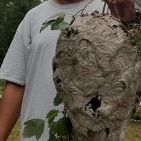 Man Holding a Wasp Nests — Bound Brook, NJ — Emerald Termite & Pest Control