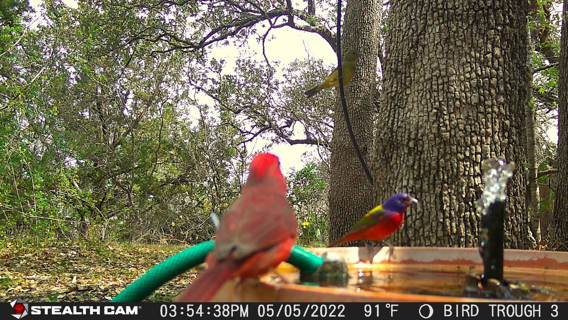 Cherry Springs Ranch | Birdwatching Paradise in Texas