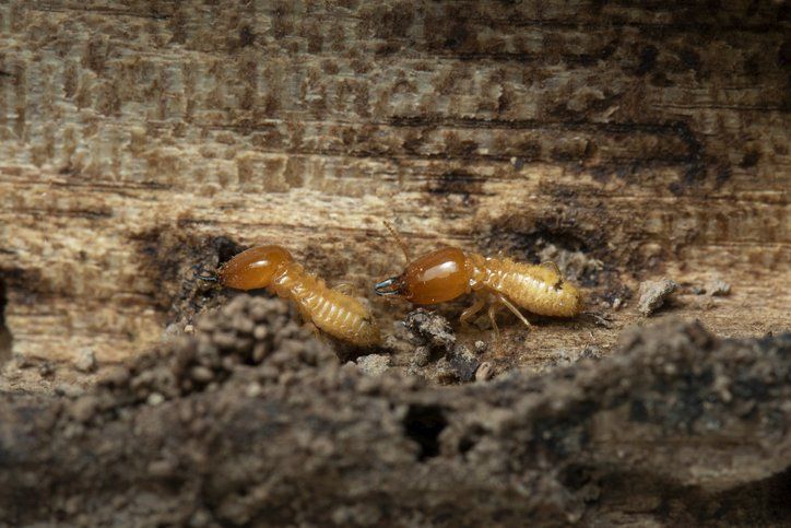 Termite — Termite Certification in Holmes, PA