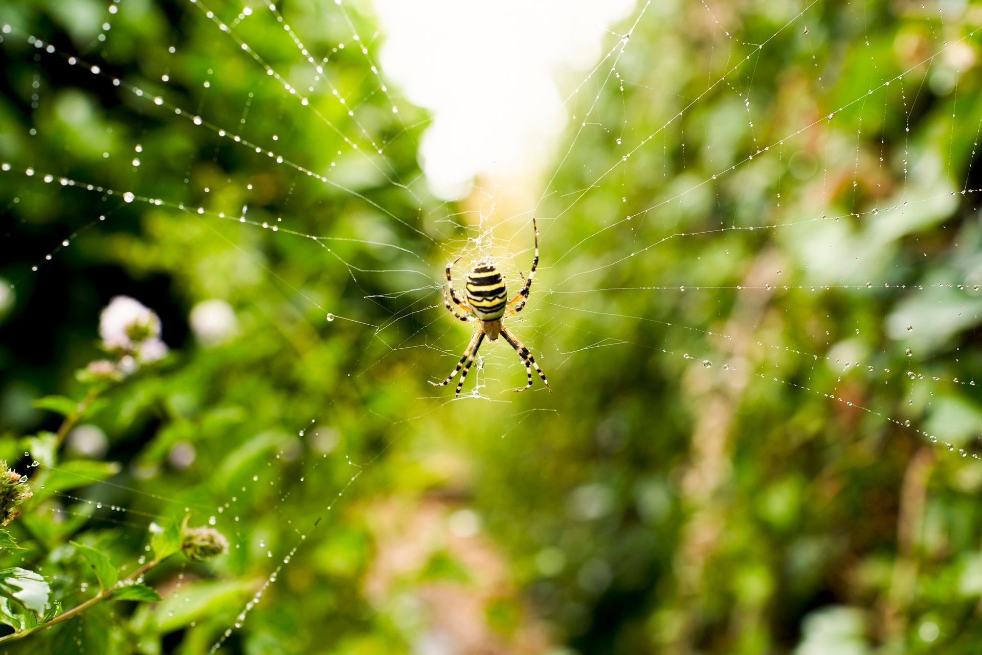 Frontal close-up view of a spider in its web. Frontal close-up view of a spider in its web.