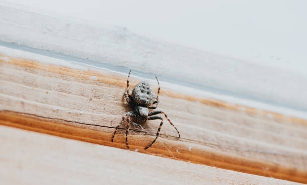 Close-up of a Walnut Weave Spider on wood.