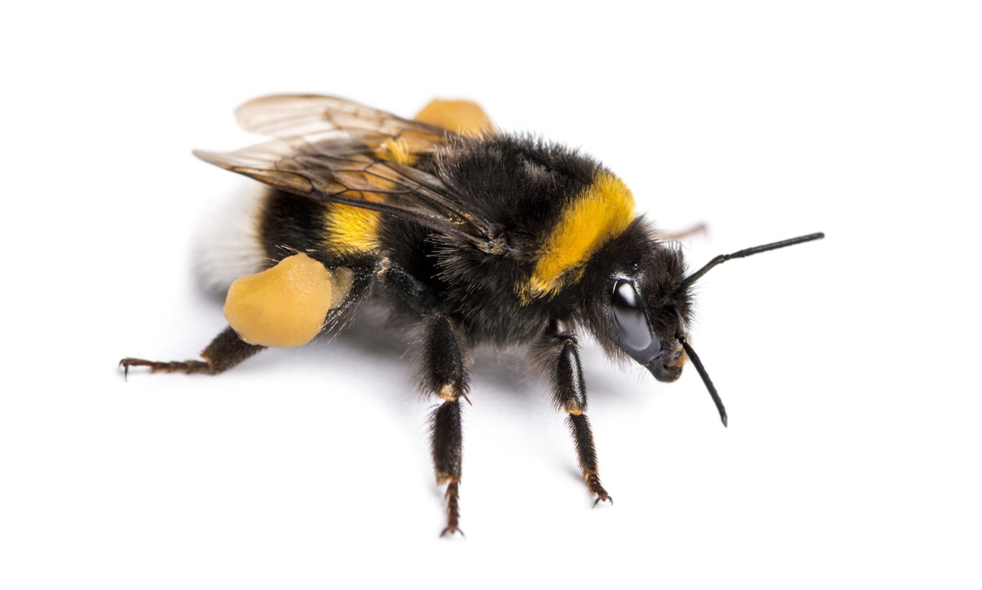 Bumble Bee Control —  in Holmes, PA