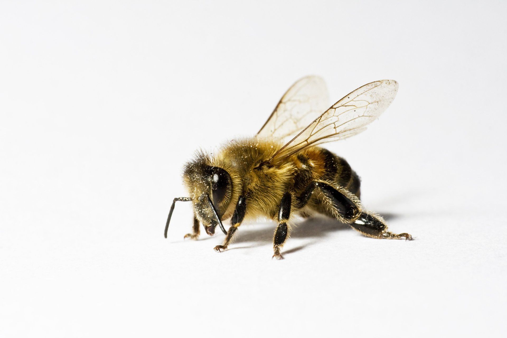 Honey Bee Exterminator — in Holmes, PA