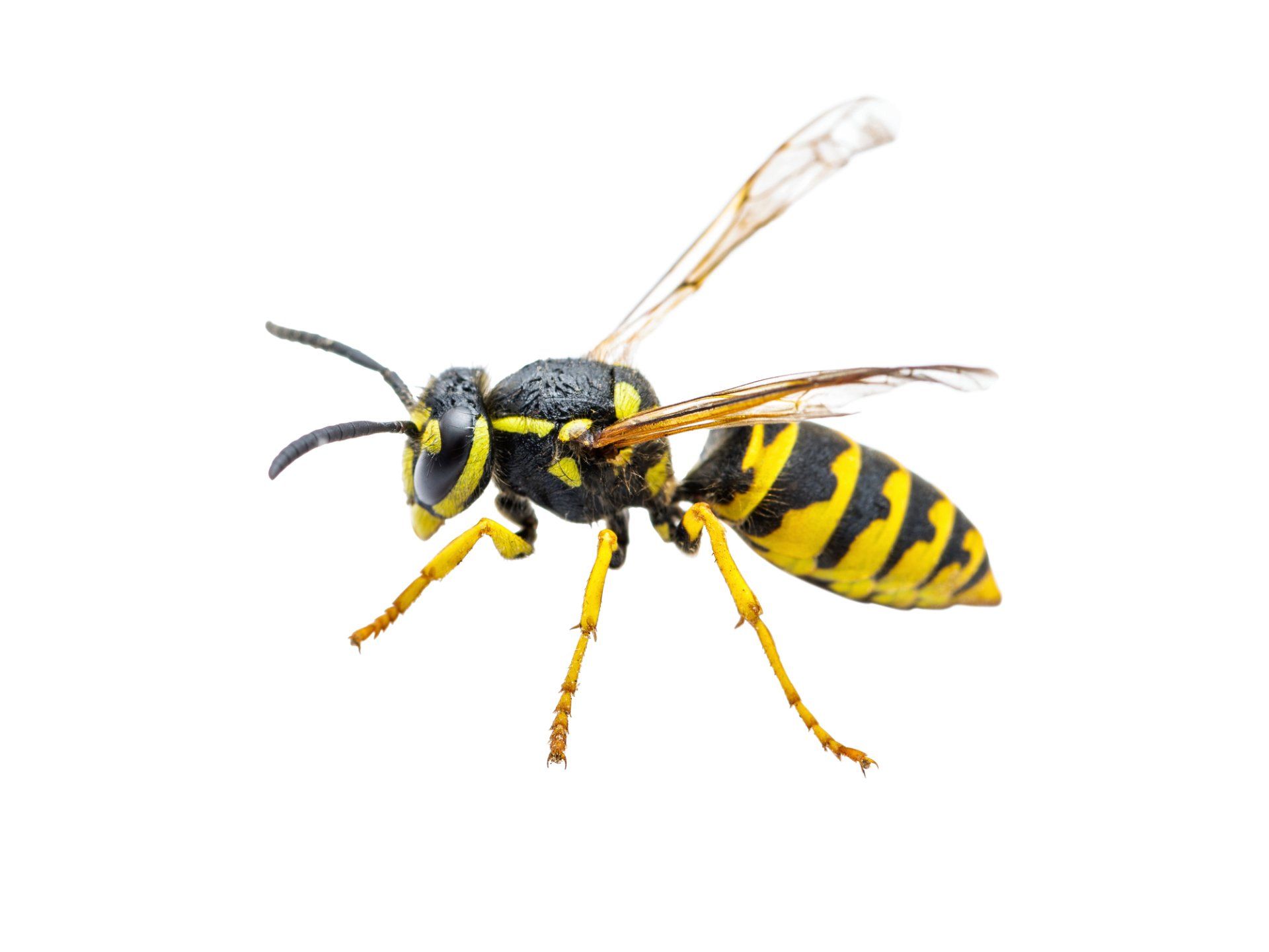 Wasp Control — in Holmes, PA