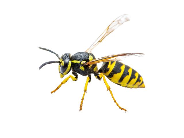 Insect Control Pittsburgh, PA  Bee & Wasp Removal & Extermination  Pittsburgh, Pennsylvania (PA) – The Bee Man