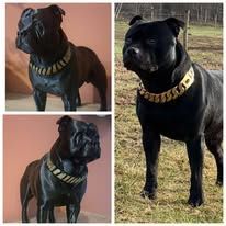 Een collage met een zwarte hond met een glanzende gouden kettinghalsband, gefotografeerd in een studio en buiten in een veld.