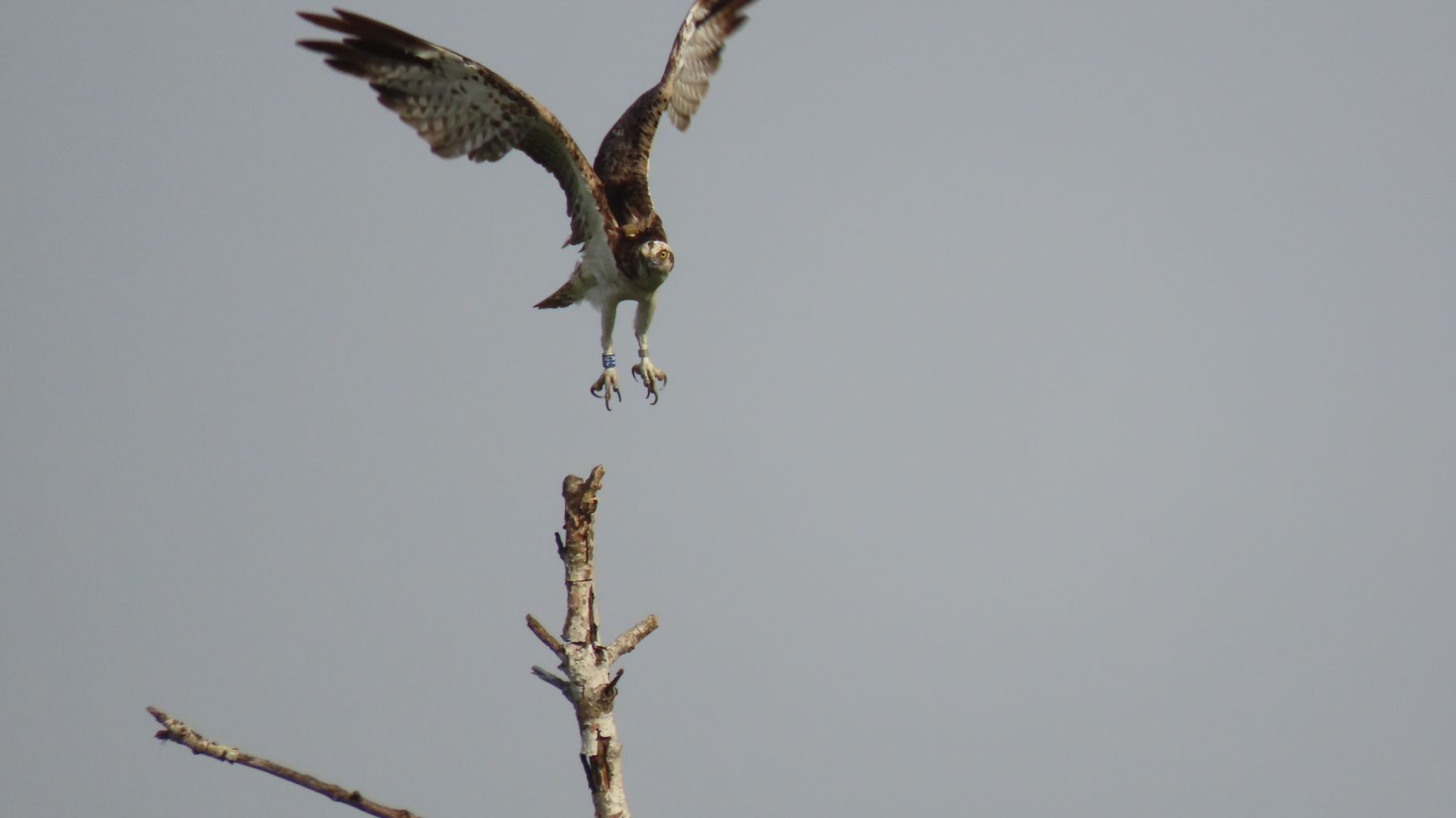 Credit: Conservation-Without-Borders.org