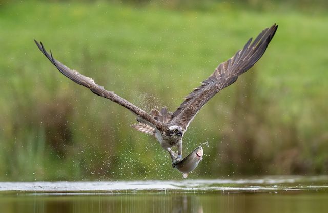 Osprey, Fish-eating, Migration, Conservation