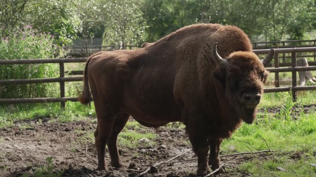 Introduction of European Bison into the Blean woods