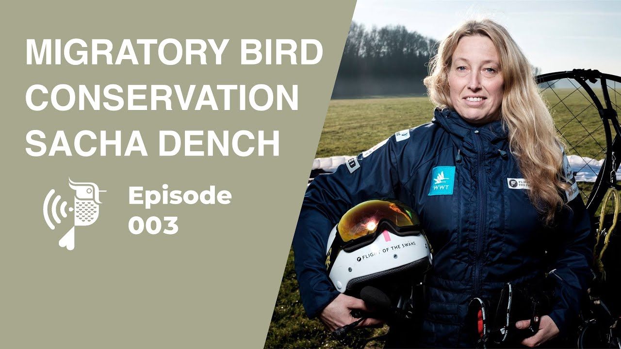 Sacha X The Birders Show