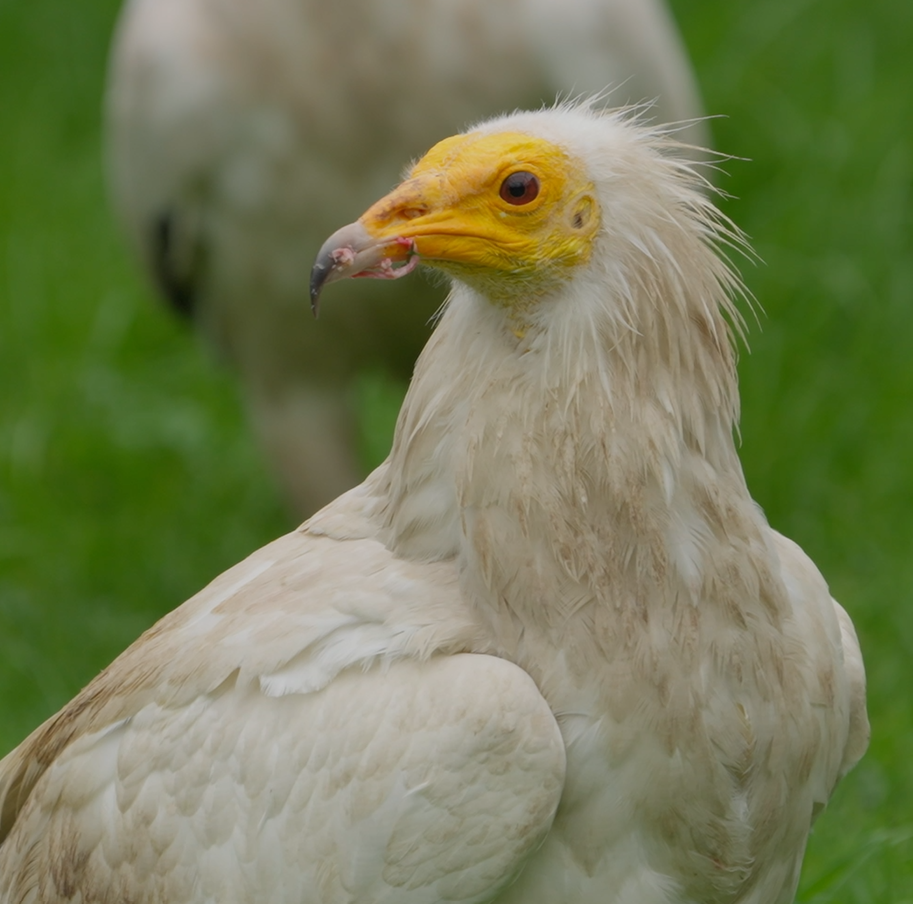 Credit: Conservation-Without-Borders