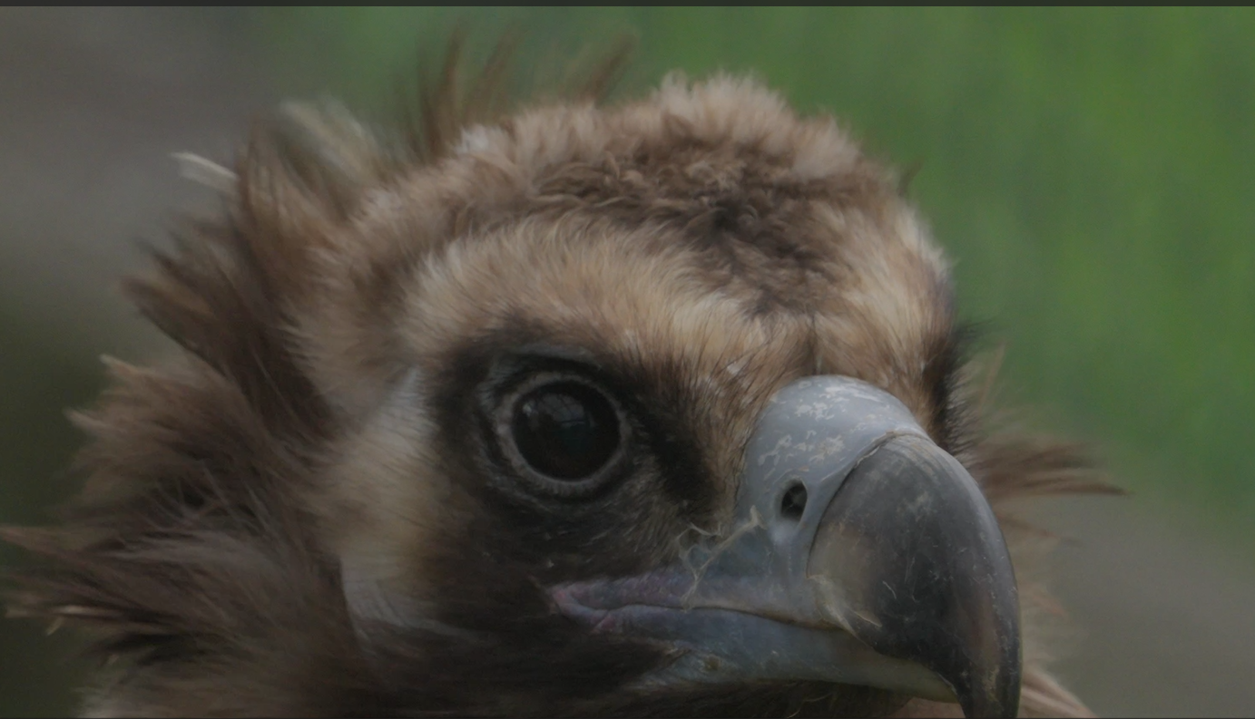 Credit: Conservation-without-borders