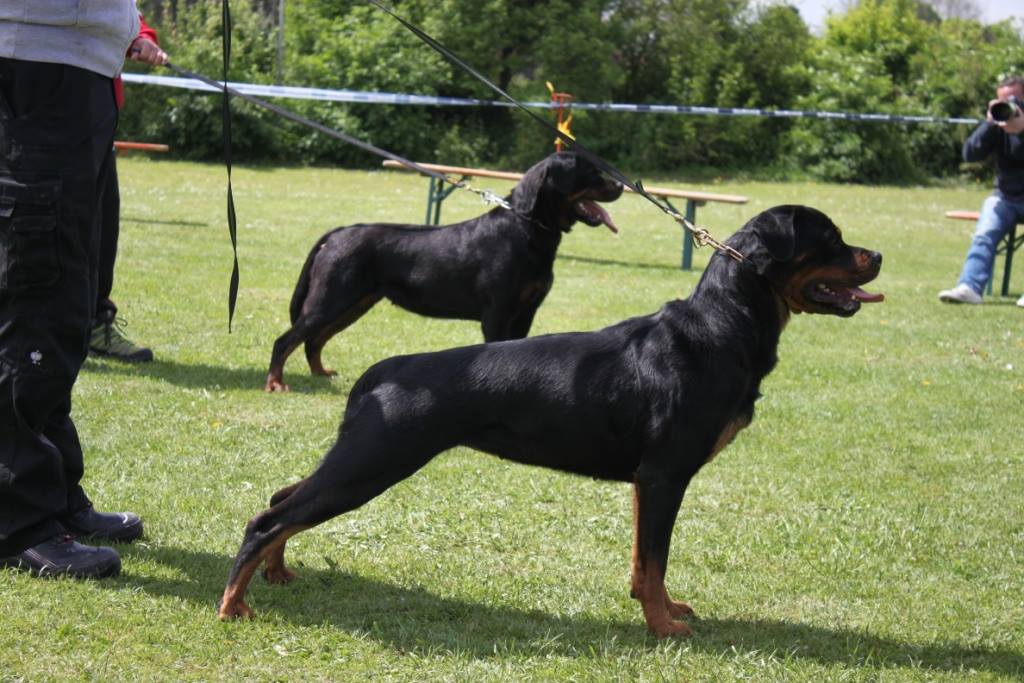BG Augsburg e.V. Rottweiler