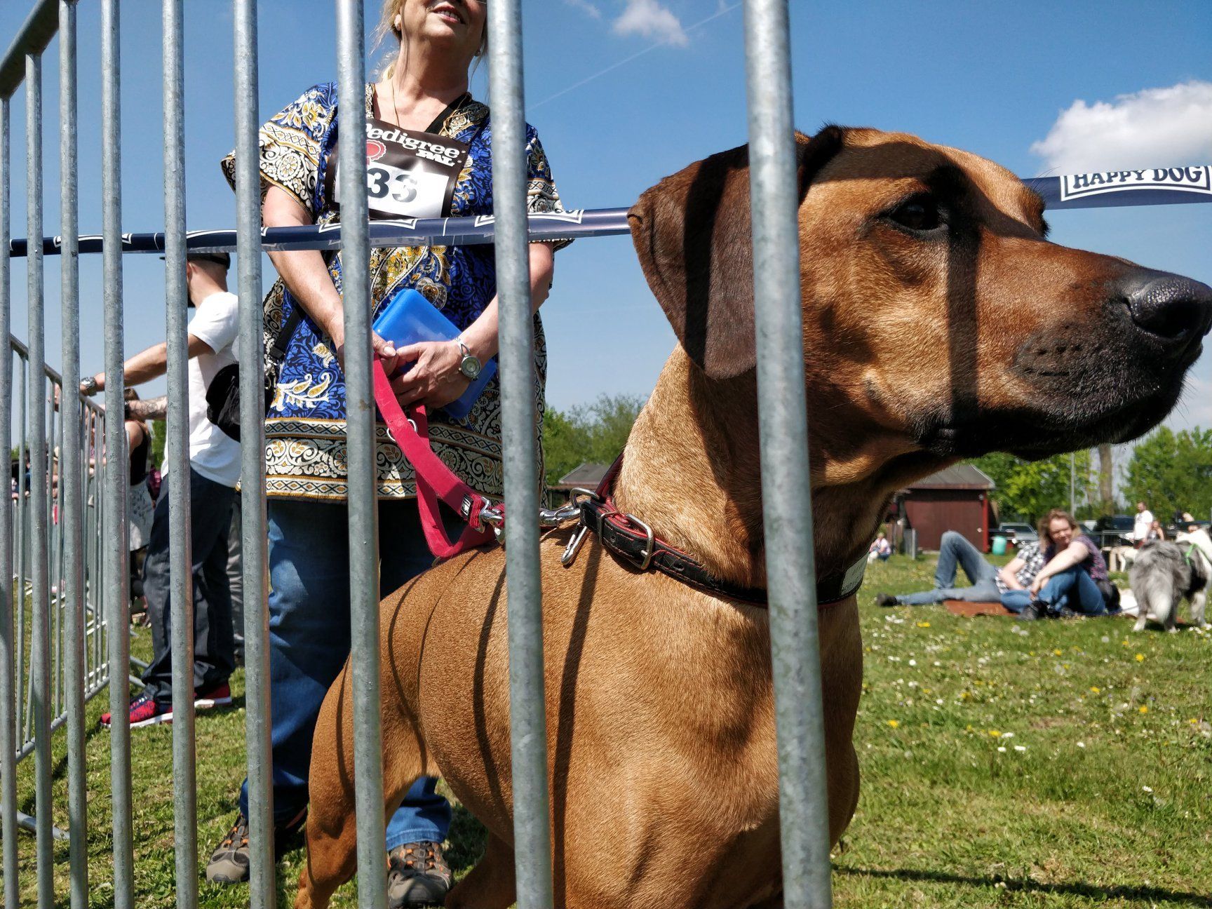 Hunderennen BG Augsburg