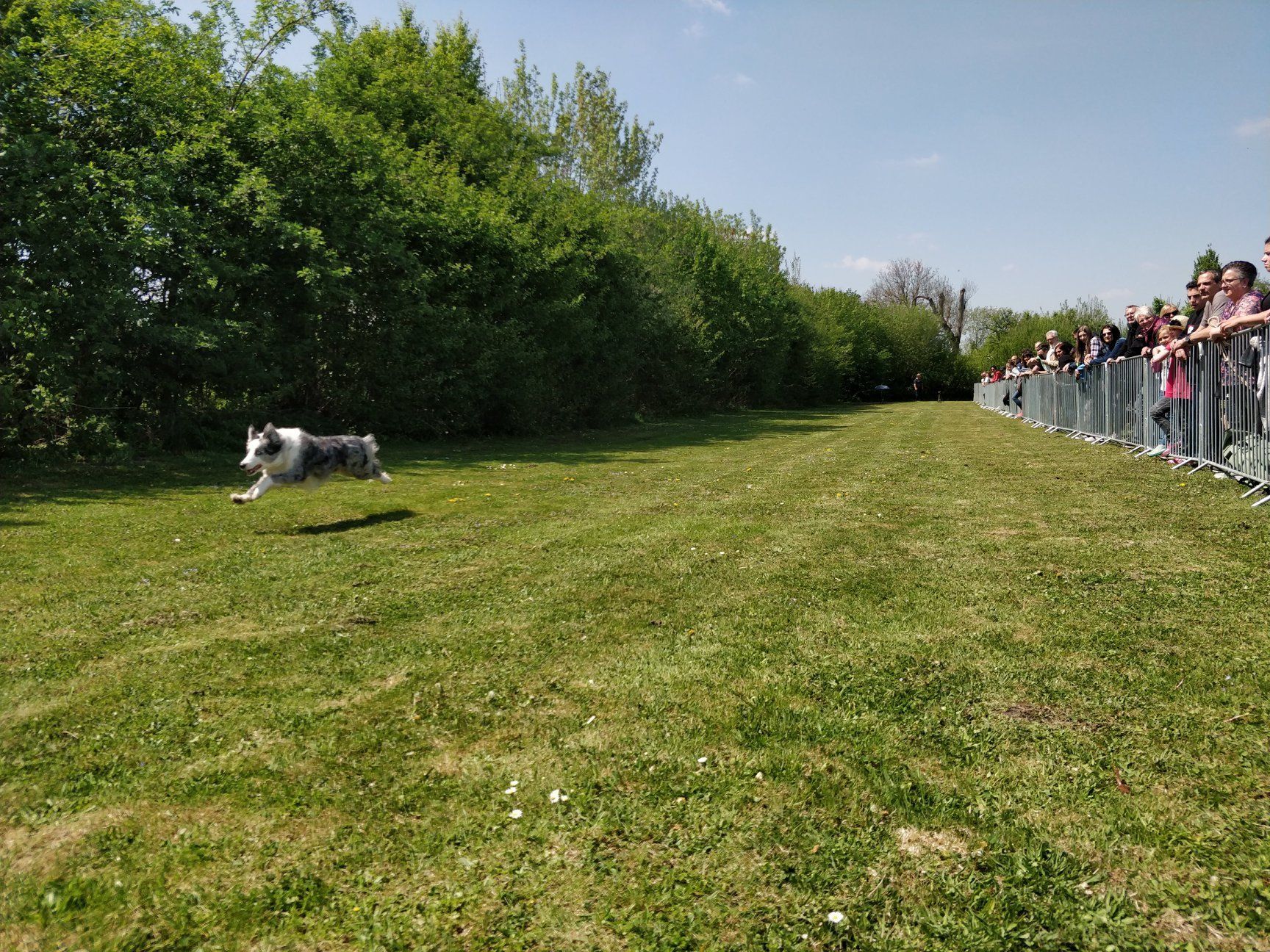 Hunderennen BG Augsburg
