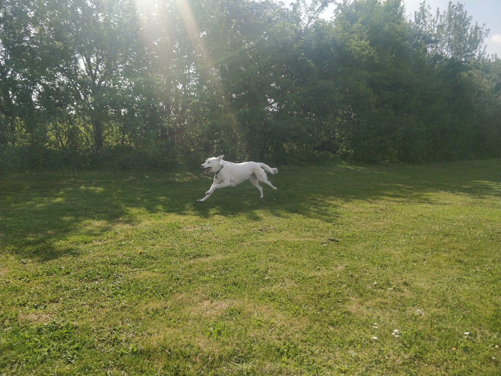 Hunderennen BG Augsburg