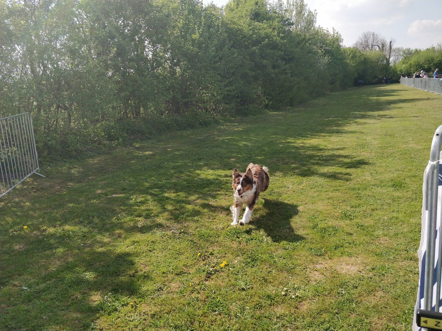 Hunderennen BG Augsburg