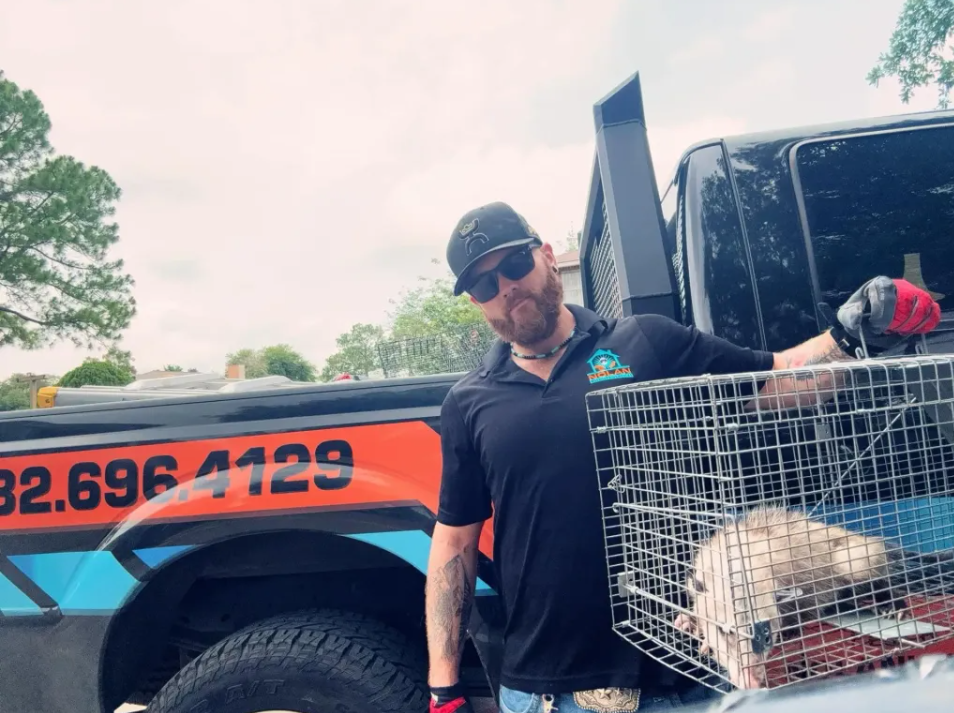 Opossum removal Nolan Wildlife Control