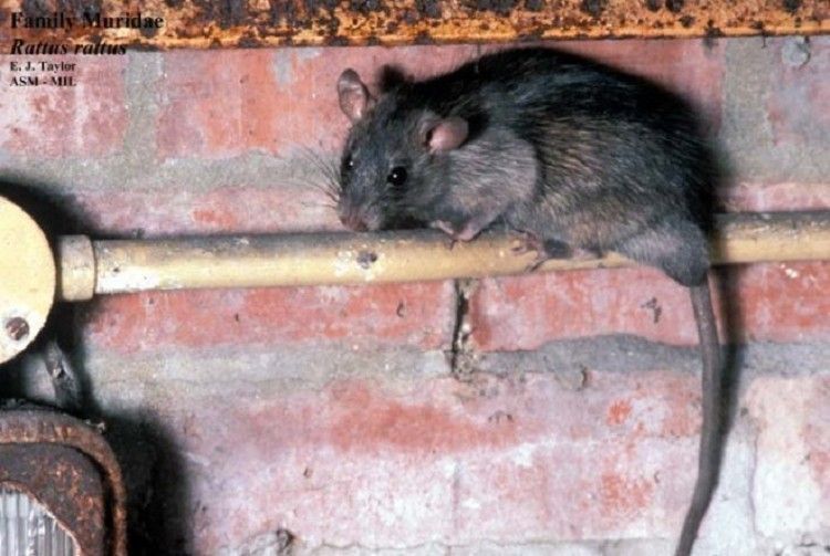 Nolan Wildlife Control, Rodent Control Services