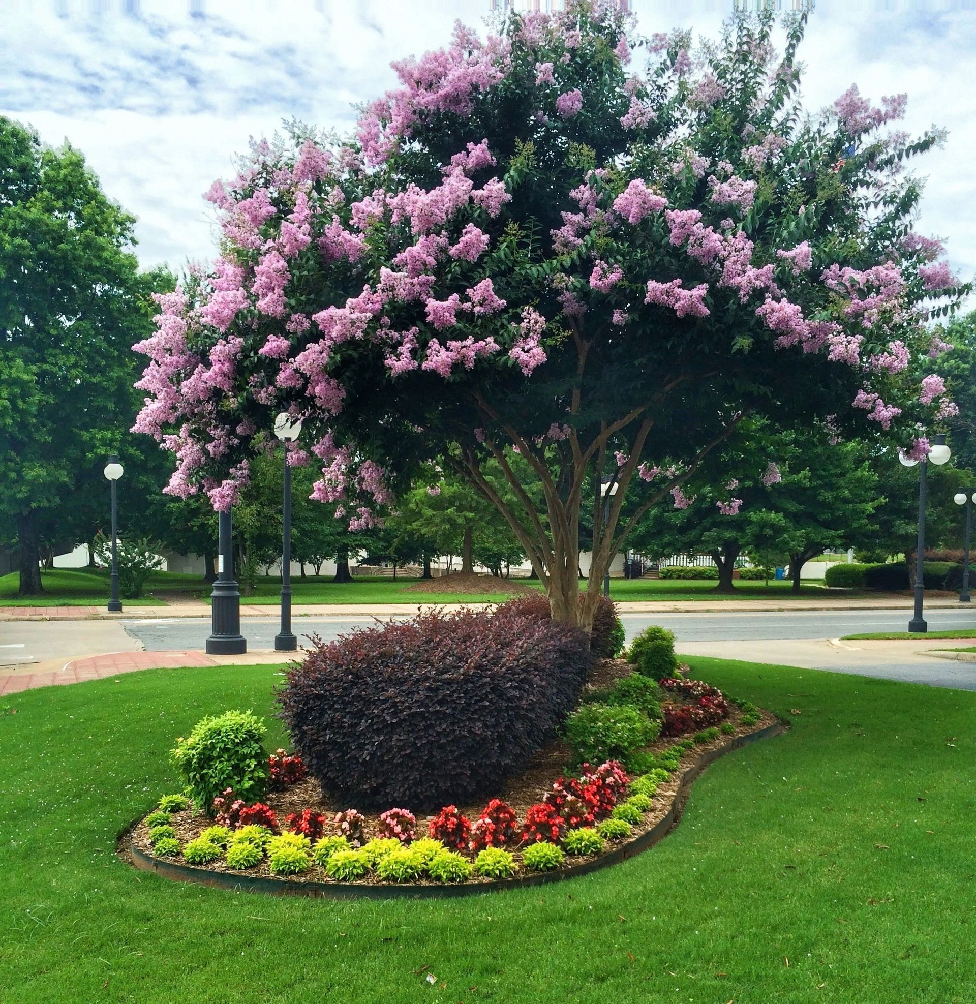 A vibrant crape myrtle tree with pink blossoms surrounded by a garden bed of purple shrubs, red flowers, and lime greens.