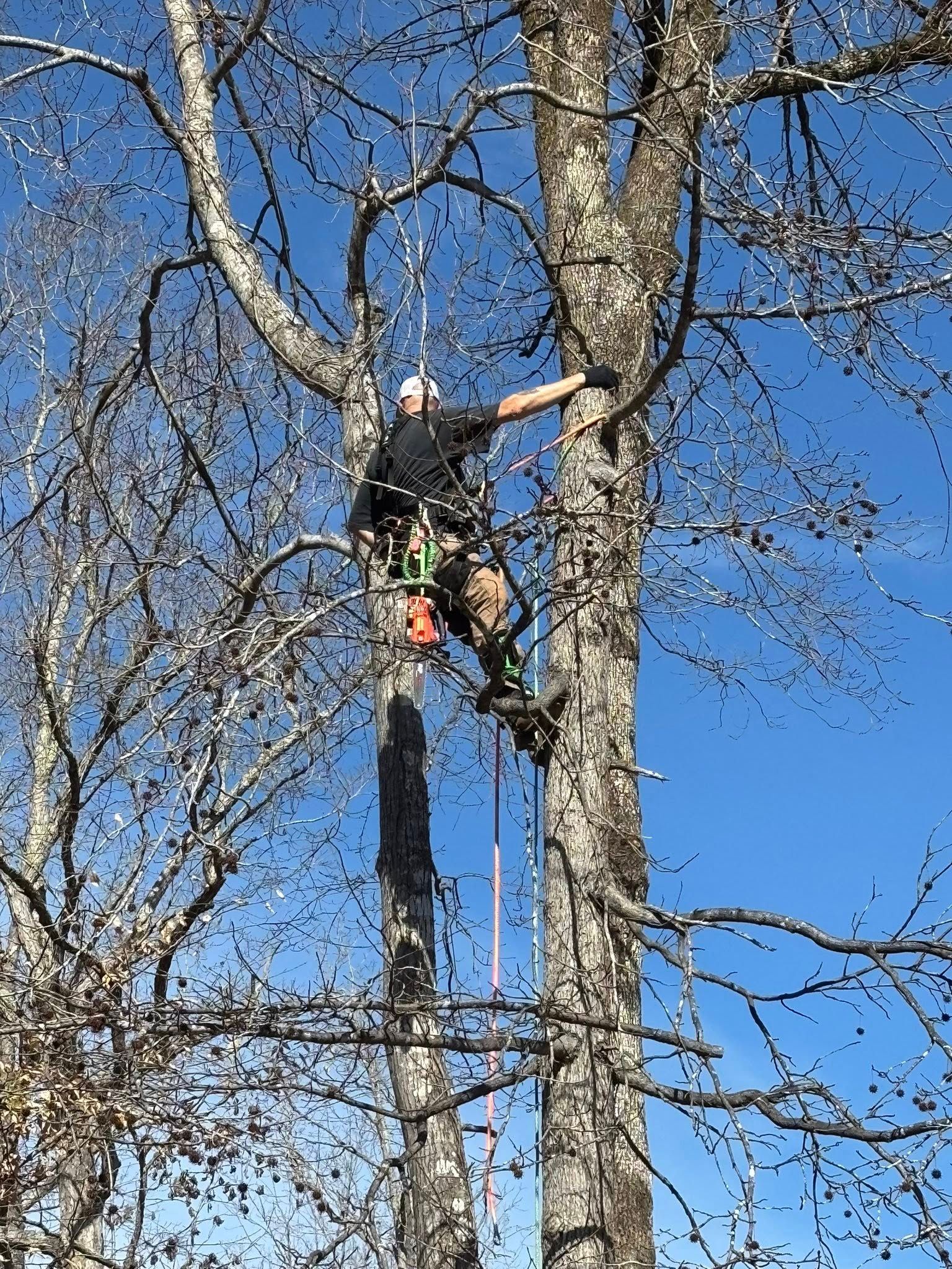 A climber in a harness and safety gear works in the upper branches of a tall tree against a clear blue sky.