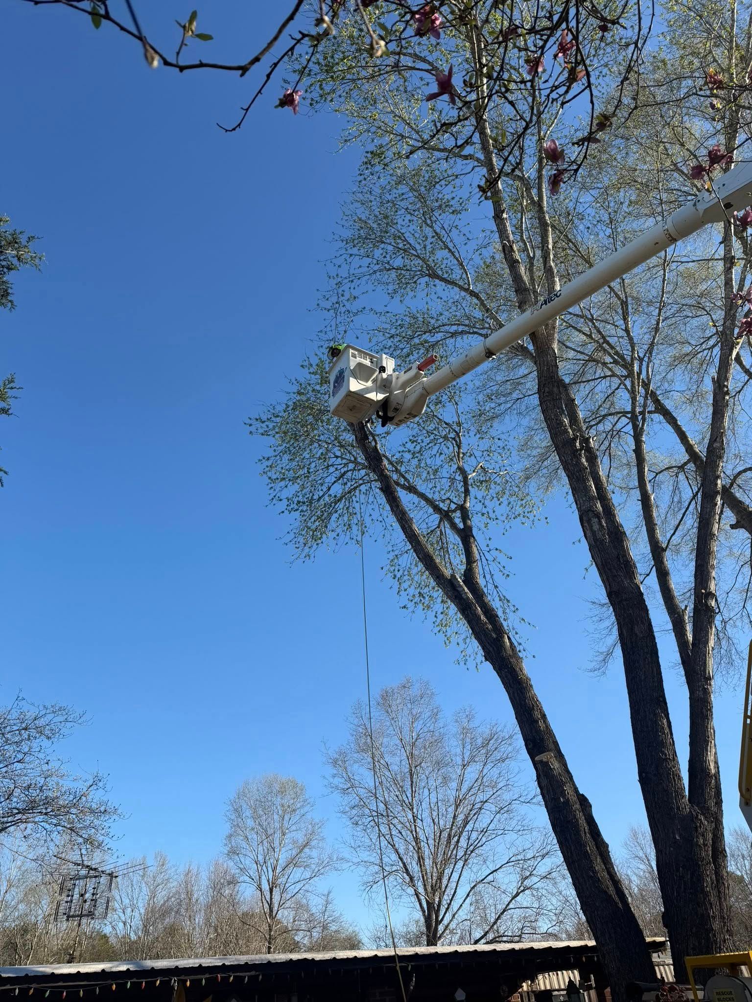 A white bucket truck boom reaches up into a tall, leafy tree against a bright blue sky.