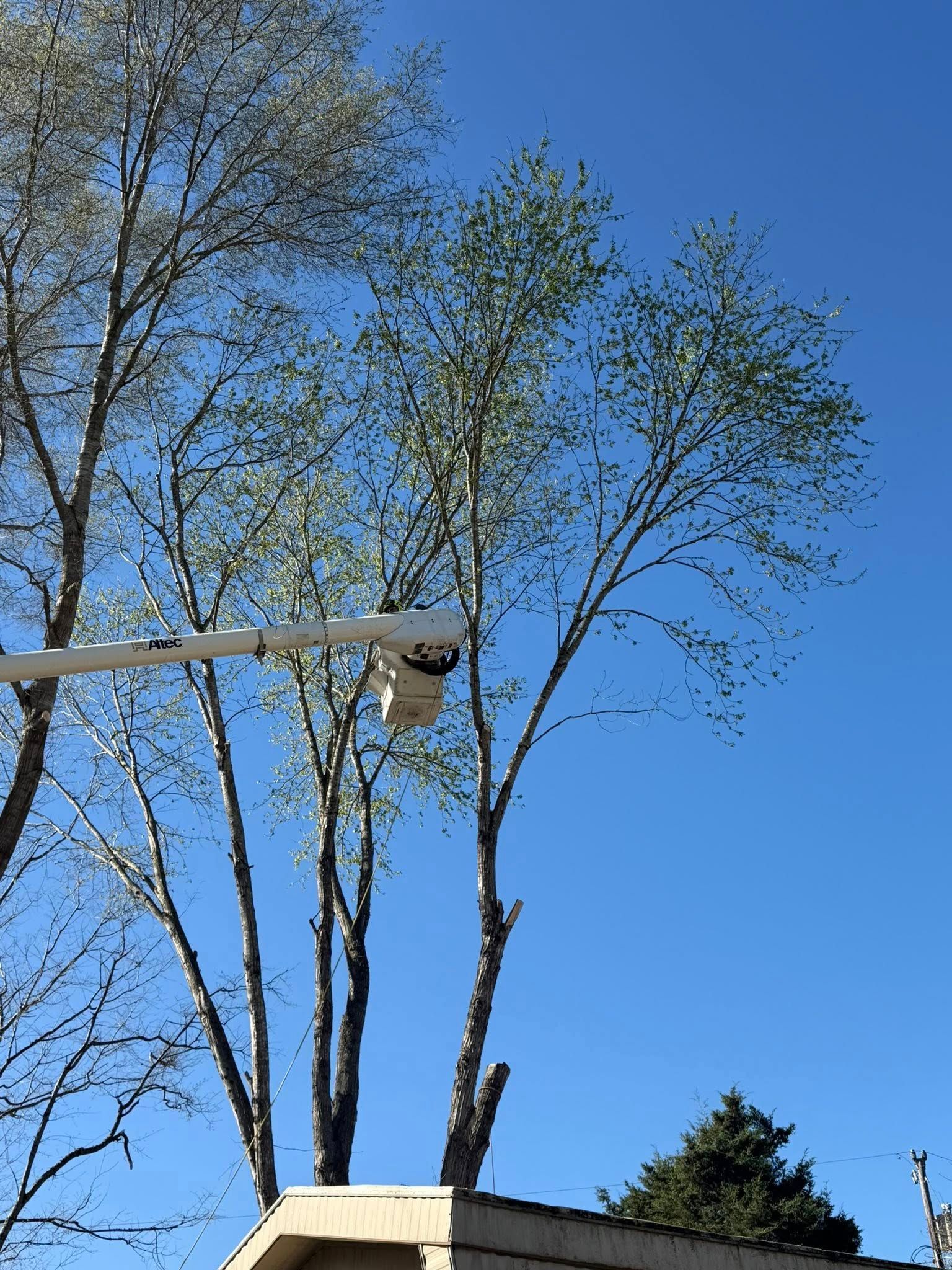 A utility truck lift bucket positioned near the top of tall, thin trees against a clear blue sky.