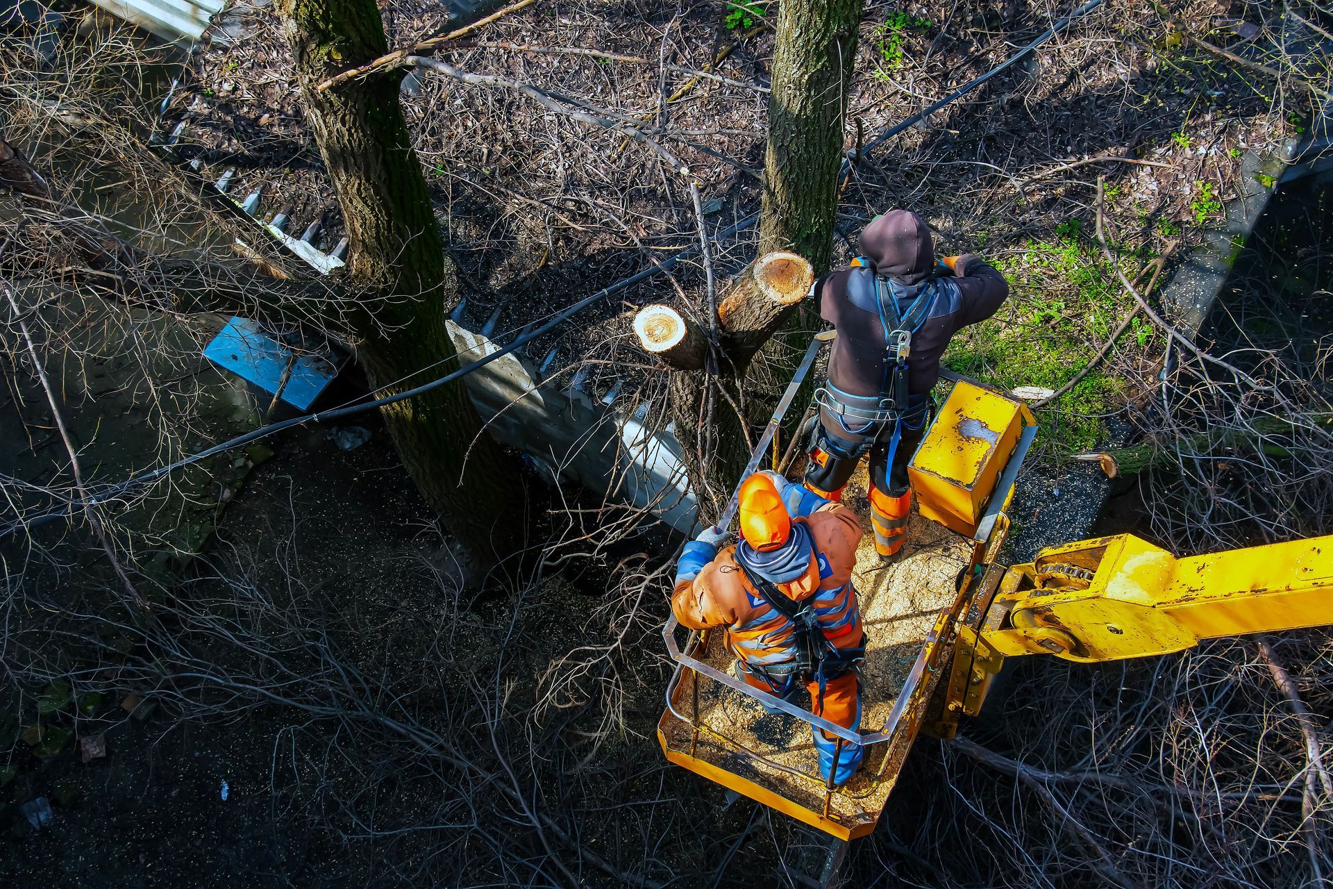 Two workers in orange gear stand in a yellow aerial lift bucket, trimming tree branches in a wooded area.