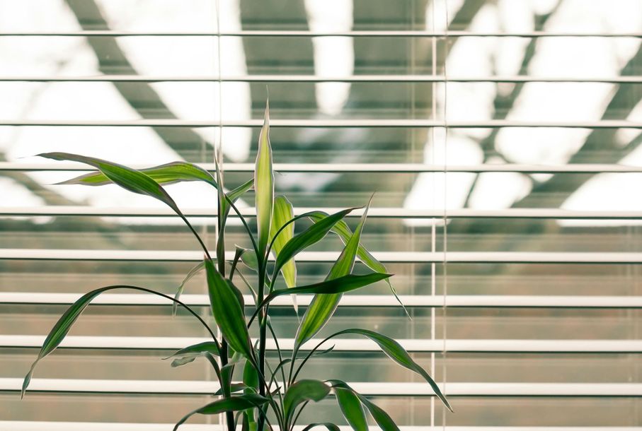 A plant is sitting in front of a window with blinds.