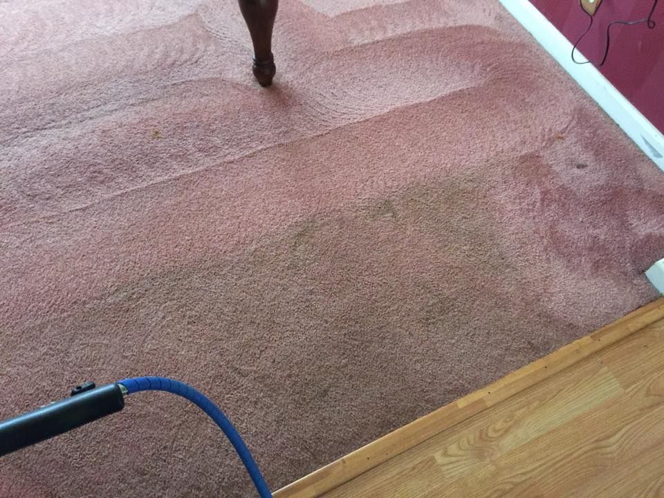 A dog is standing on a red carpet in a living room.