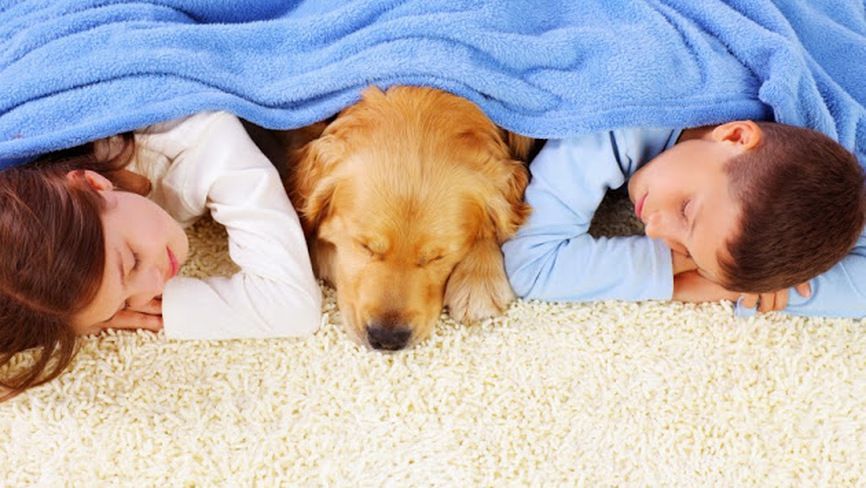 A boy and a girl are sleeping under a blanket with a dog.