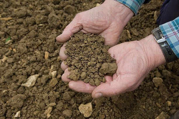 An agronomist is cupping dirt with his hands.