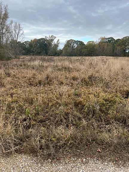 Grassy field with dry vegetation, trees in the distance, cloudy sky.