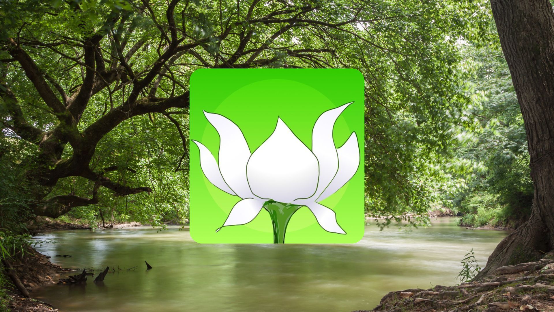 Un dessin de fleur de lotus blanche sur fond de rivière, encadré par des arbres et une lueur verte.