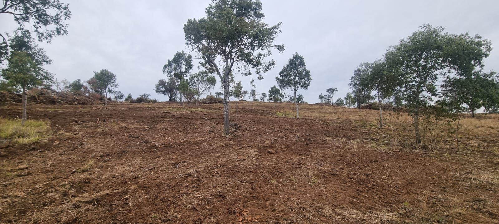 Dry, Cleared Field With Sparse Trees Under an Overcast Sky — Oakleigh Earthmoving in Warwick, QLD