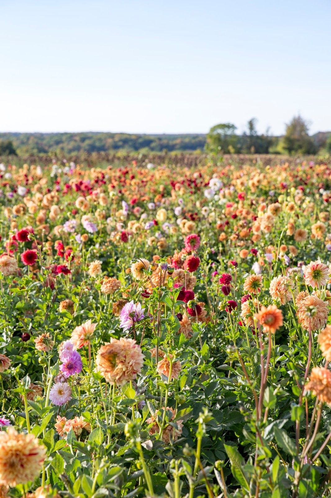 There are many different types of food on the table.