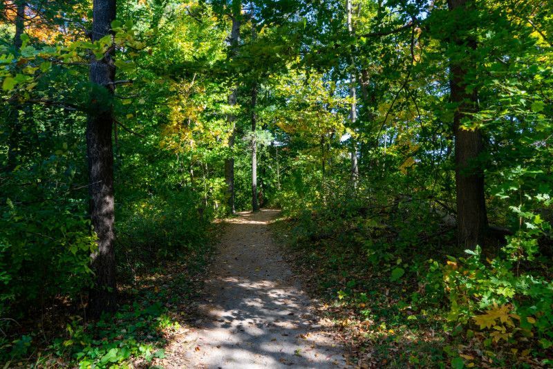 A dirt path in the middle of a forest surrounded by trees.
