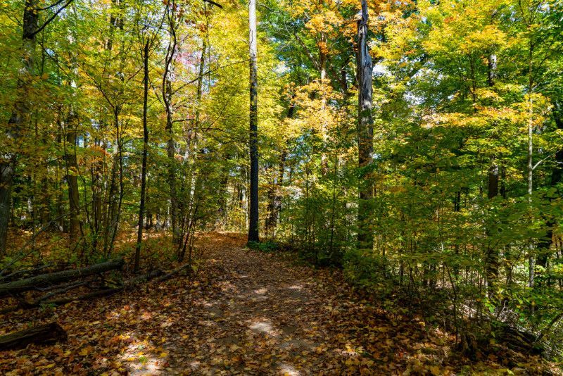 A path in the middle of a forest covered in leaves.